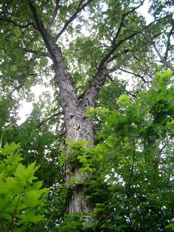 Shagbark-hickory-Tree