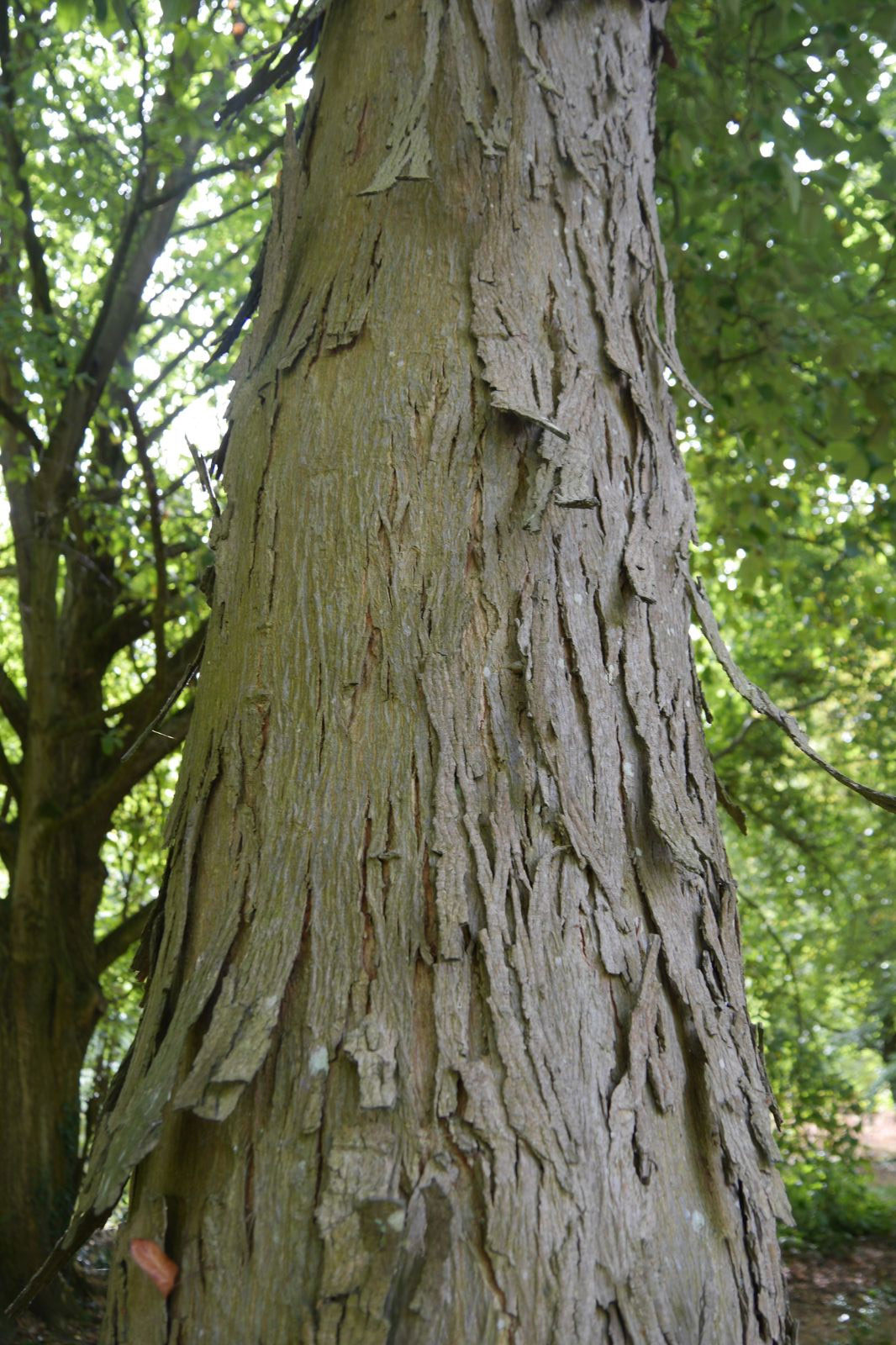 Shagbark-hickory-trunk-showing-bark
