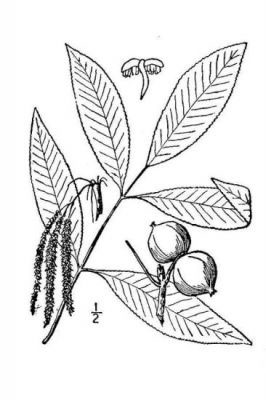 Sketch-of-Shagbark-hickory