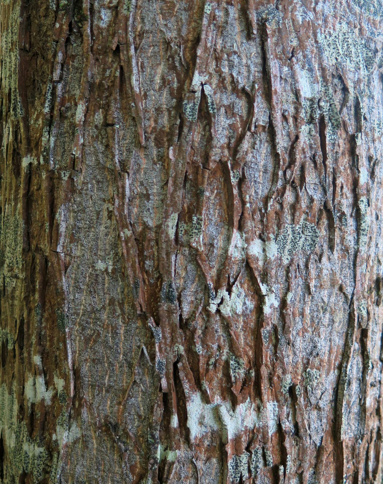 Younger-bark-of-Shagbark-hickory