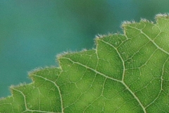 Closer-view of-leaf-margin-of-Shagbark-hickory