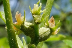 Female-Flowers-of-Shagbark-hickory