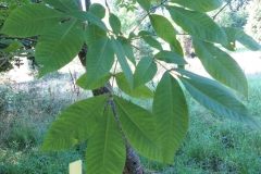 Leaves-of-Shagbark-hickory
