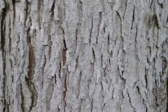 Mature-Bark-of-Shagbark-hickory