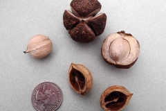 Mature-fruits-of-Shagbark-hickory