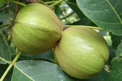 Maturing-Fruits-of-Shagbark-hickory