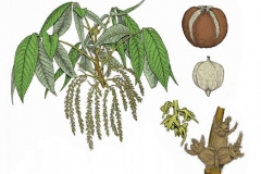Plant-illustration-of-Shagbark-hickory