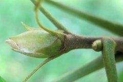 Shagbark-hickory-bud-showing-imbricate-scales