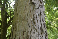 Shagbark-hickory-trunk-showing-bark