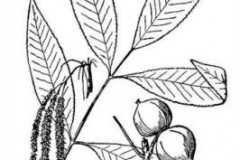 Sketch-of-Shagbark-hickory