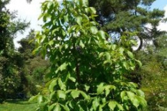Small-Shagbark-hickory-plant