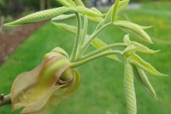 Young-leaves-of-Shagbark-hickory
