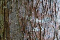 Younger-bark-of-Shagbark-hickory