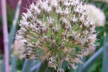 Close-up-flower-of-Shallots
