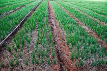 Farm-of-Shallots