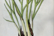Illustration-of-Shallots