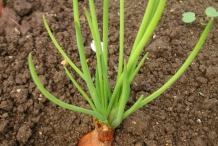 Shallots-plant
