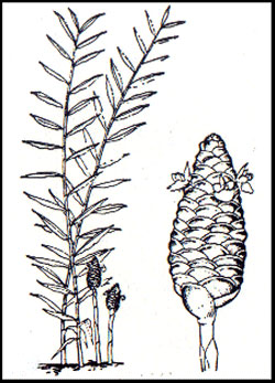 Sketch-of-Shampoo-Ginger-plant