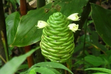 Immature-floral-bract-of-Shampoo-Ginger-plant