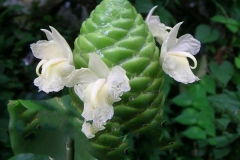Flowers-of-Shampoo-Ginger plant