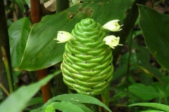 Immature-floral-bract-of-Shampoo-Ginger-plant