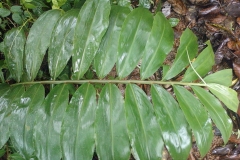 Leaves-of-Shampoo-Ginger-plant