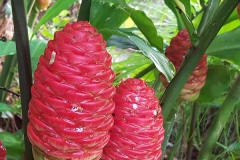 Mature-floral-bract-of-Shampoo-Ginger-plant