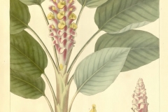 Plant-Illustration-of-Shampoo-Ginger