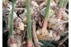 Rhizomes-of-Shampoo-Ginger