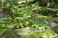 Shampoo-Ginger-Plant-growing-wild
