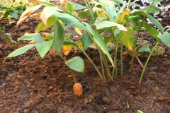 Shampoo-Ginger-plant