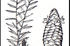 Sketch-of-Shampoo-Ginger-plant