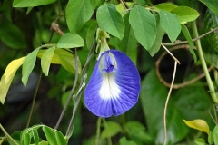 Shankapushpi-flower