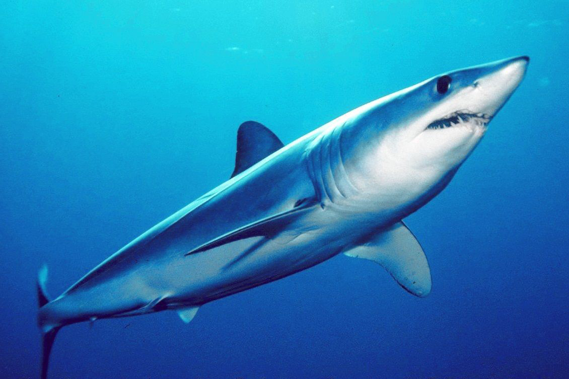 Shark-1