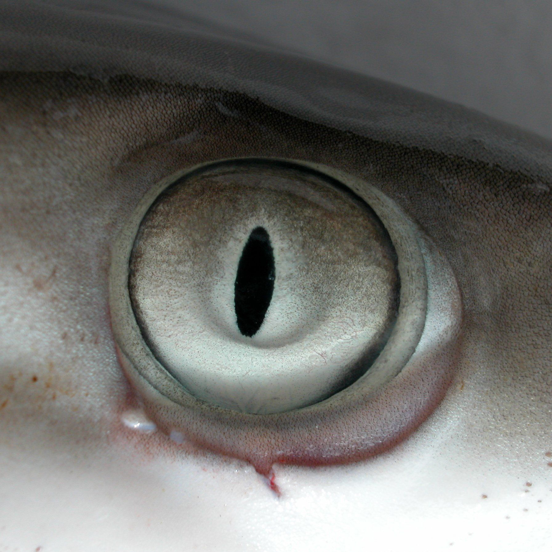 Shark-eyes