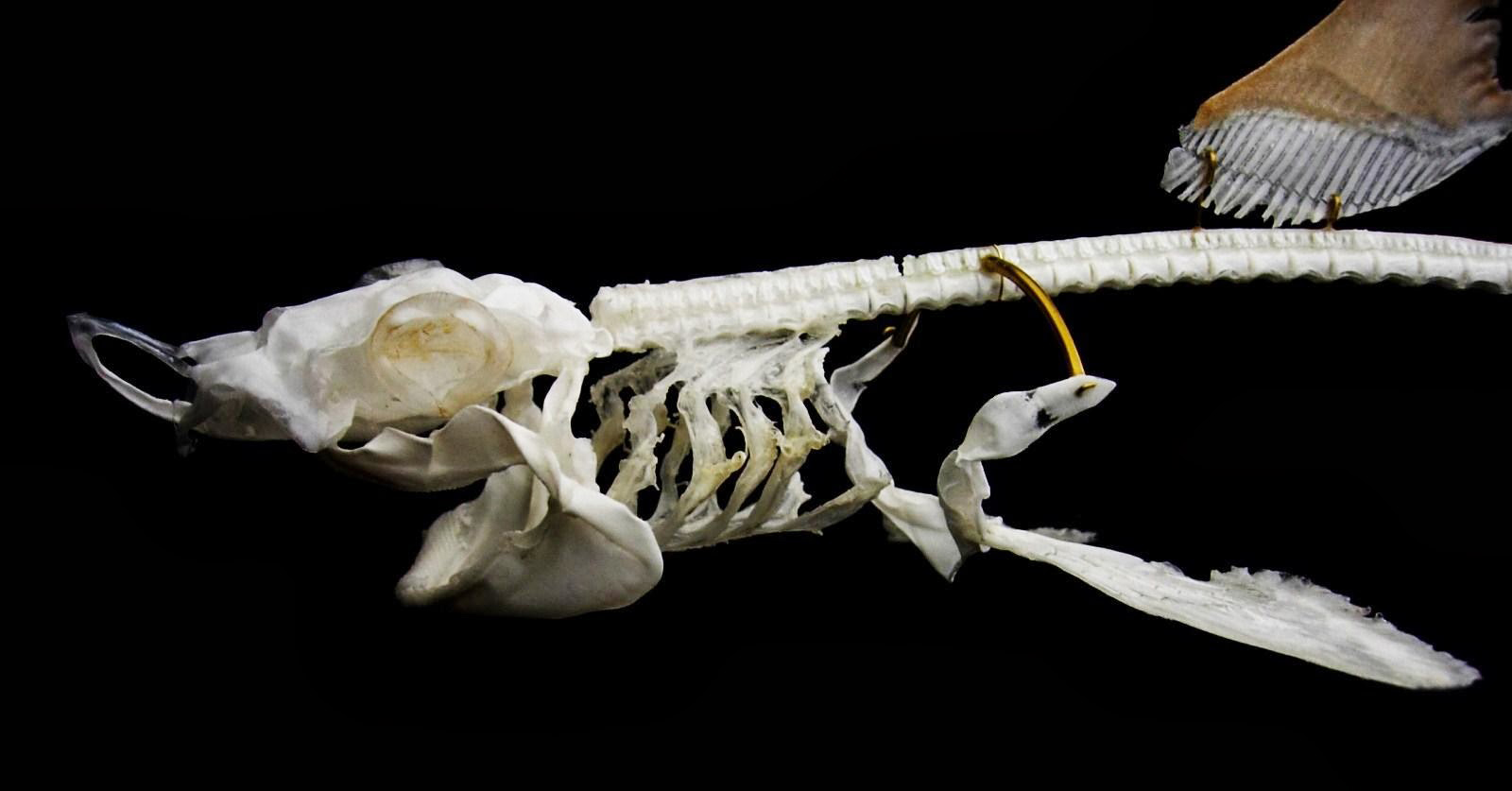 Shark-skeleton