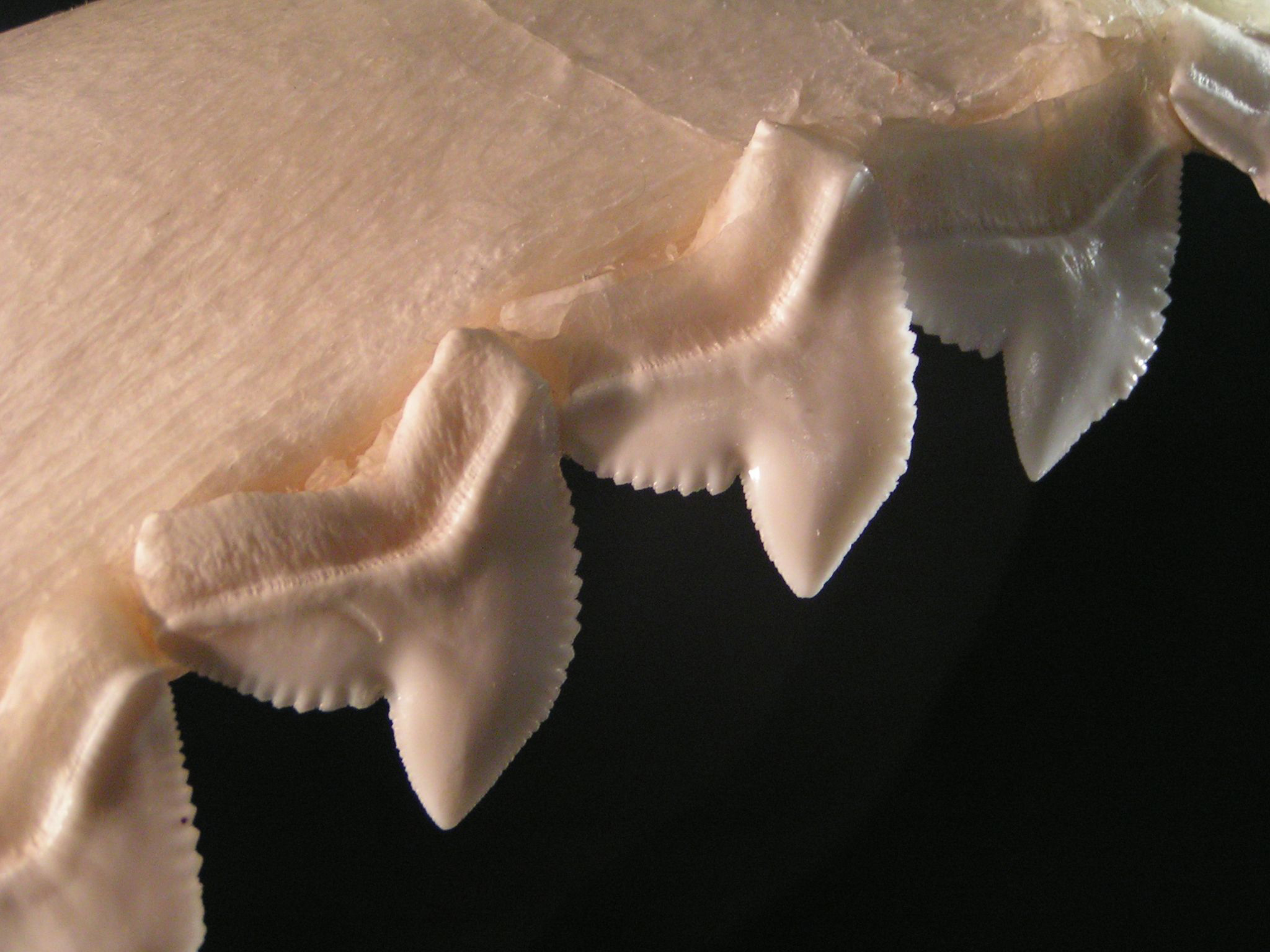 Shark-teeth