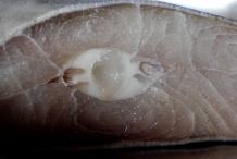 Cross-section-of-Shark-meat