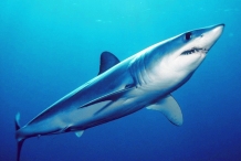 Shark-1