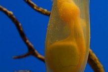 Shark-egg