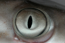 Shark-eyes