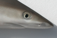 Shark-head