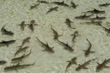 Shark-nursery