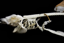 Shark-skeleton