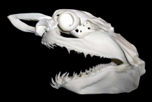 Shark-skull