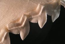 Shark-teeth