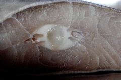 Cross-section-of-Shark-meat