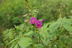 Flower-and-buds
