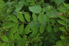 Leaves