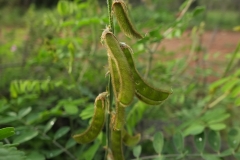 Pods